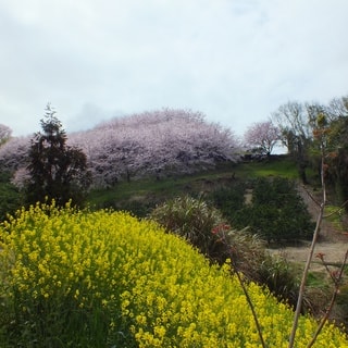 dscf3707.jpg